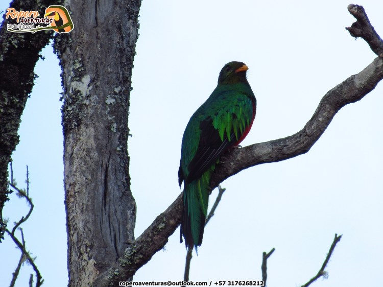Golden-headed Quetzal