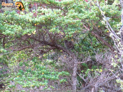 Perija Thistletail in Sabana Rubia