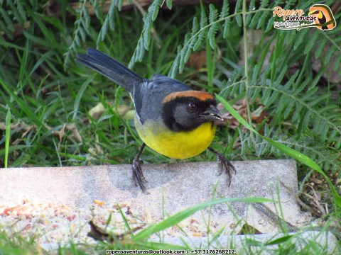 Yellow-breasted brushfinch