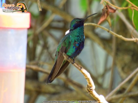 Sparklin violetear