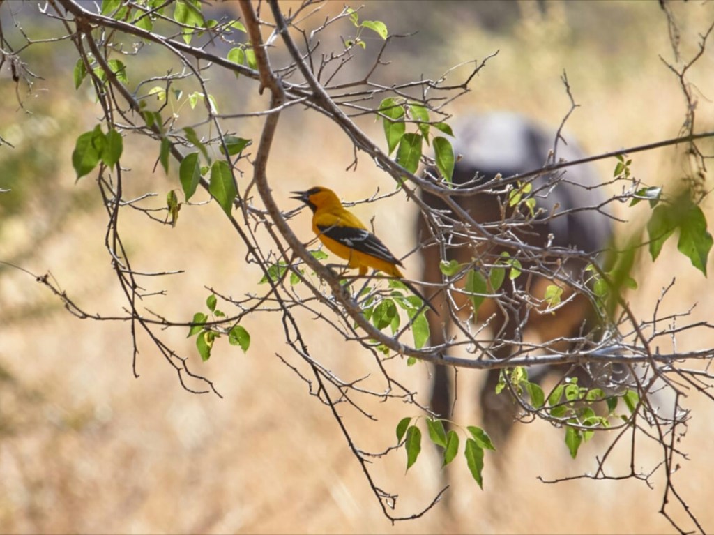 Yellow Oriole