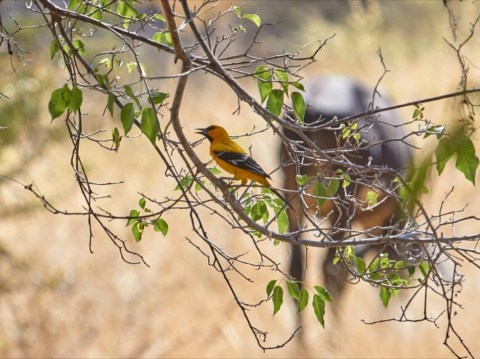 Yellow Oriole