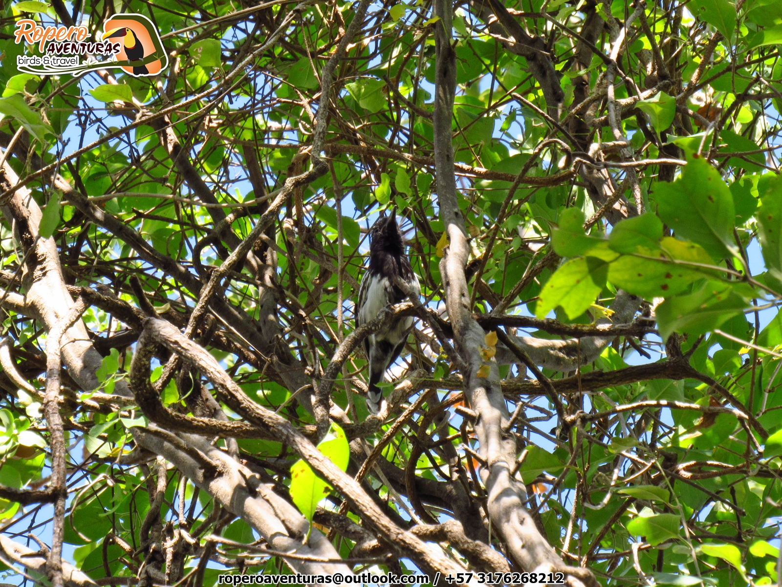 hormiguero endemico en Valledupar