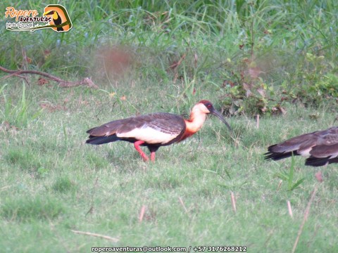 ibis a orillas de la cienaga zapatosa
