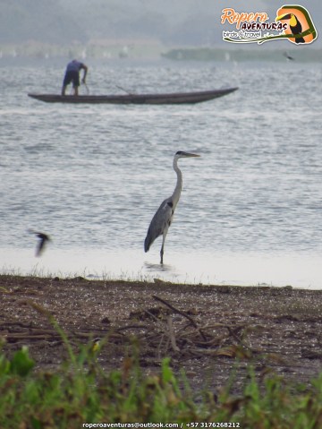 Gaza cocoi en la cienaga zapatosa