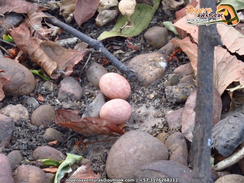 nido de chotacabras sobre el suelo