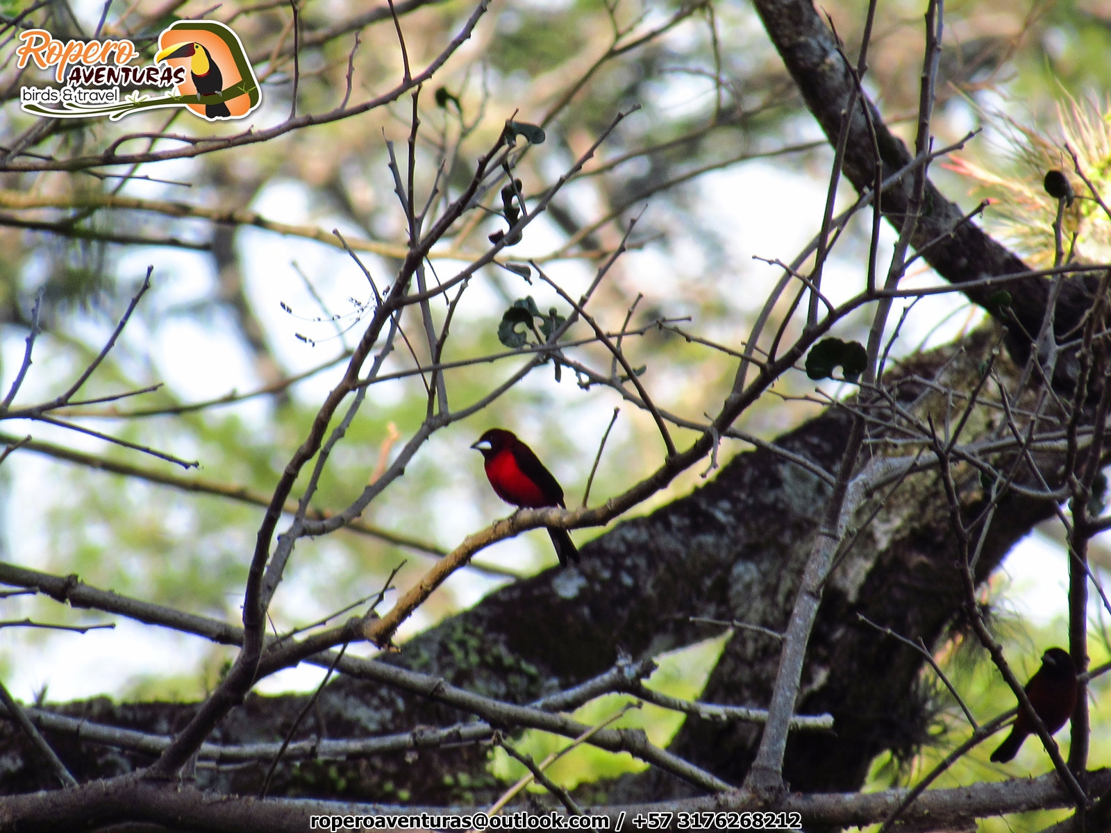 saangretoro o asoma terciopelo en el bosque