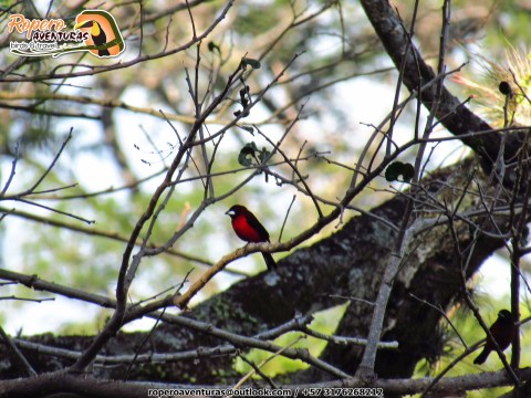 saangretoro o asoma terciopelo en el bosque