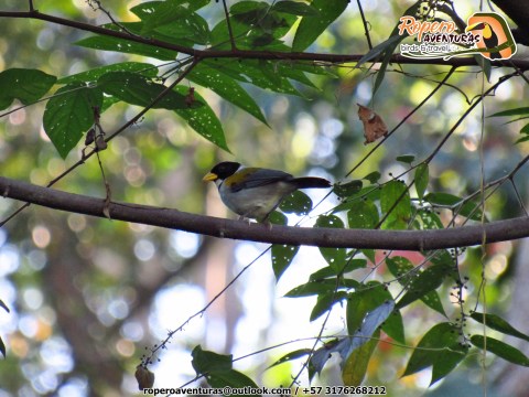 arremon schlegeli en Manaure cesar