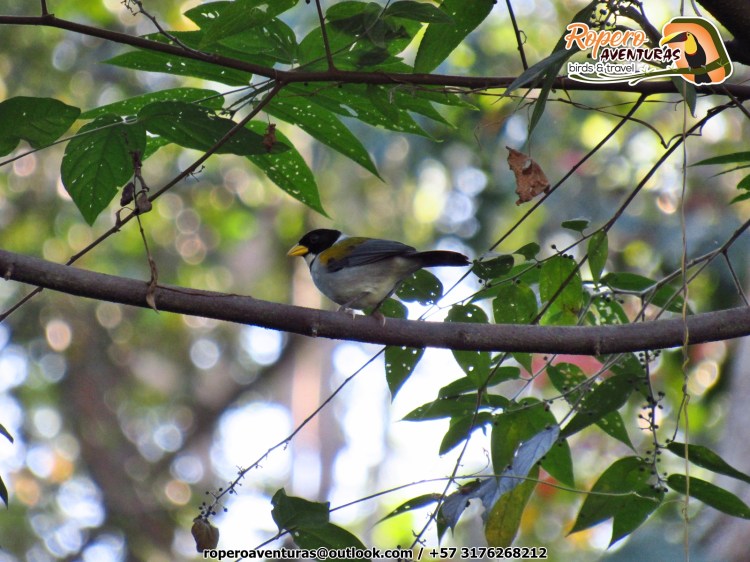 arremon schlegeli en Manaure cesar