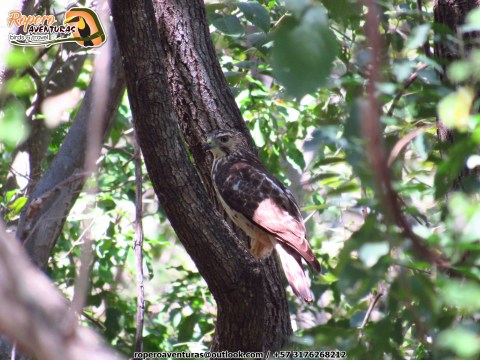 aguila cuaresmera ecoparque los besotes