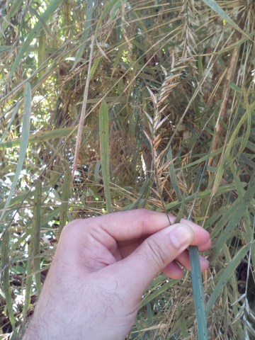 Espiga de chusque o bambu andino sostenida con la mano, con un fondo de matorrales.