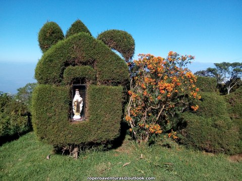 pinos podados con imagen de la virgen