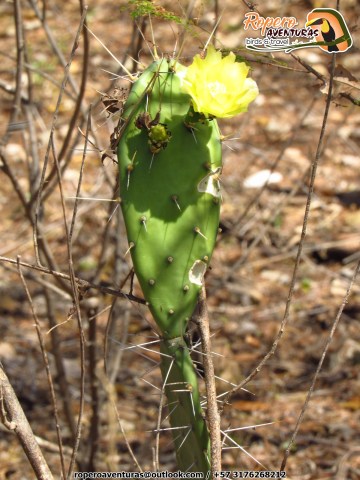 cactus florecido del bosque seco