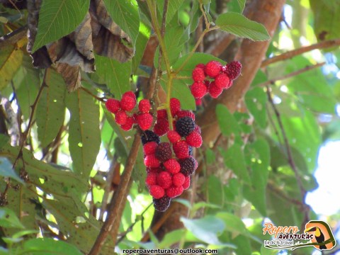 moras silvestres en Manaure cesar