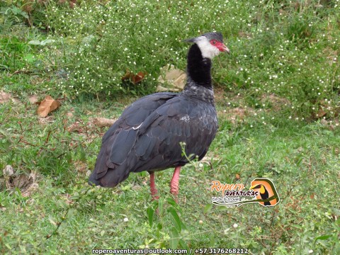 pajaro chavarri en chimichagua