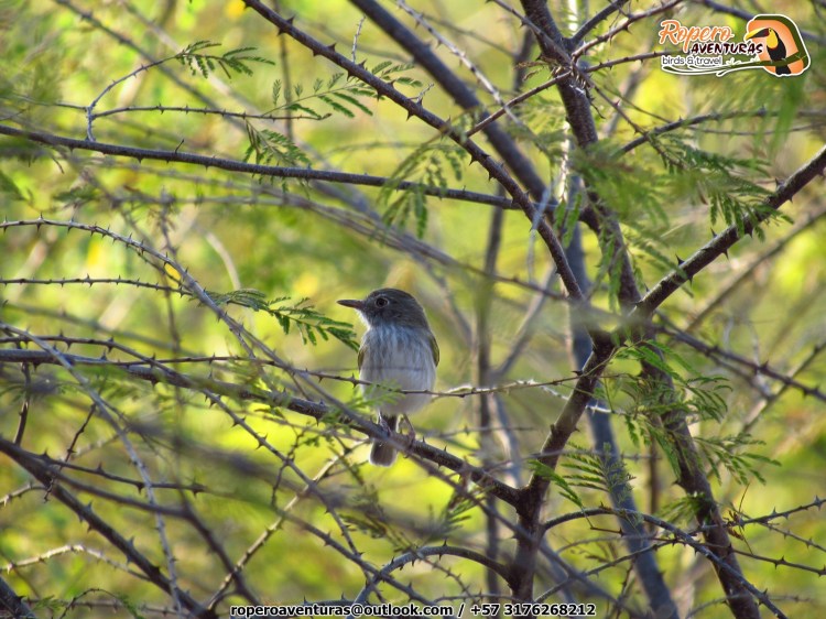 atrapamoscas en el bosque seco