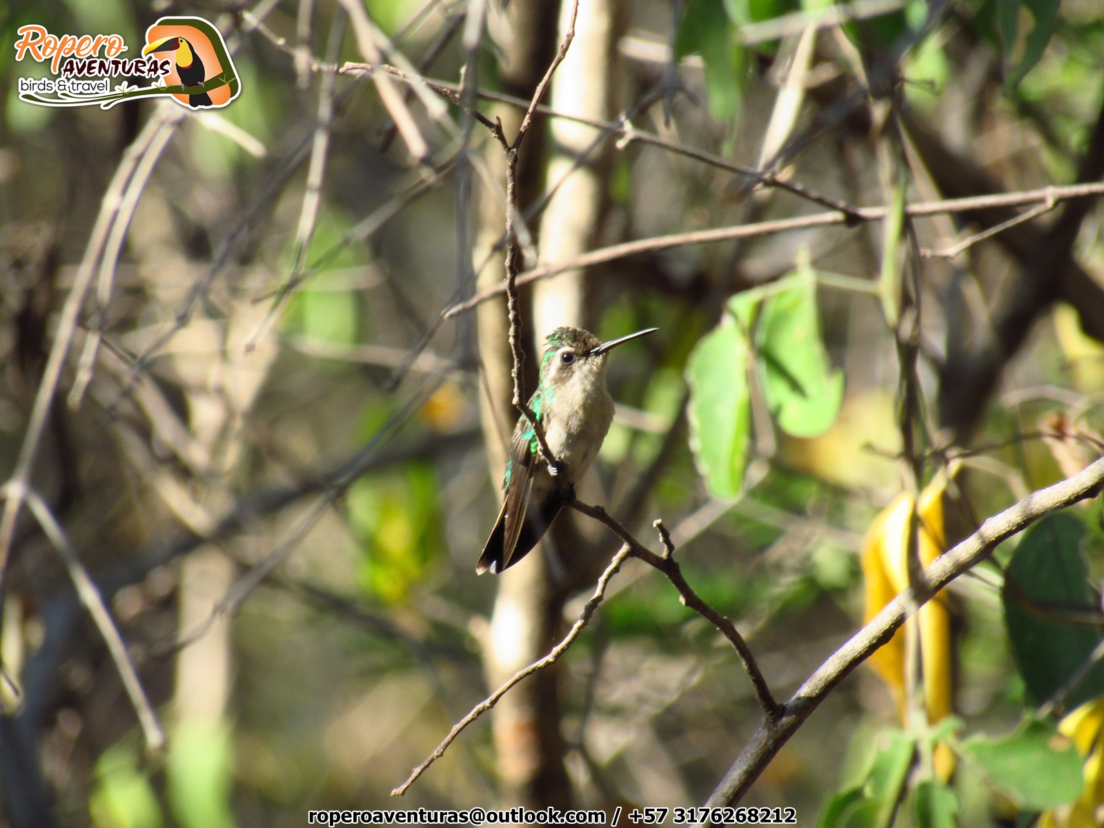 colibri esmeralda en el ecoparque los besotes