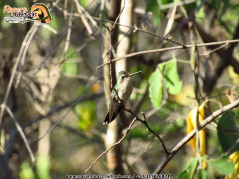 Un colibri hembra posado en la vegetacion