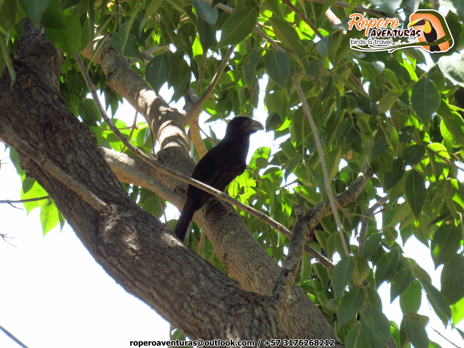 pajaro garrapatero o cocinera