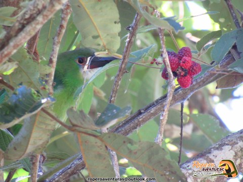 tucancito esmeralda se alimenta de moras