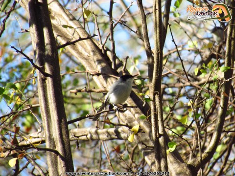 ave perlita tropical en el bosque seco