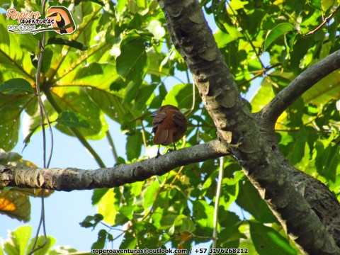 pajaro posado sobre una rama