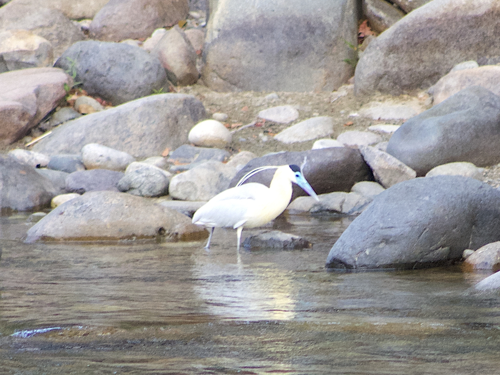 Garza en el rio guatapuri