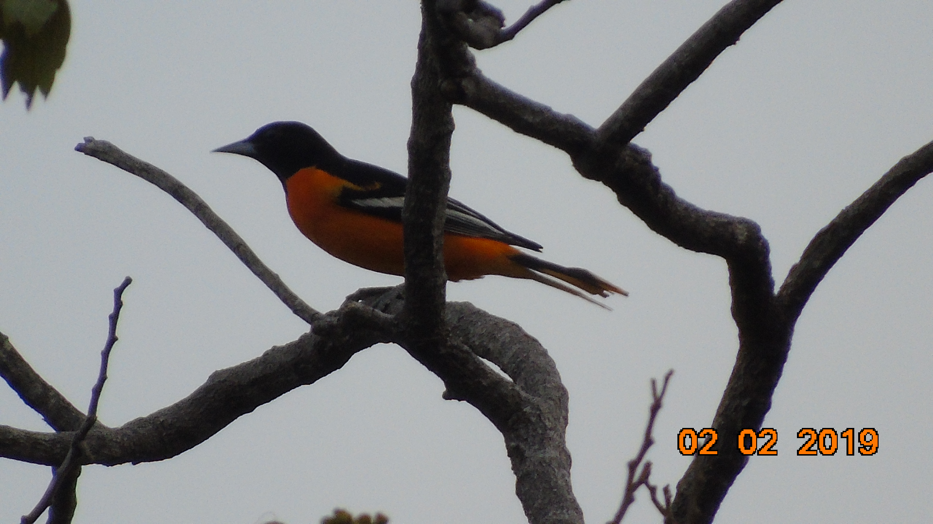 turpial de baltimore migratorio en Valledupar