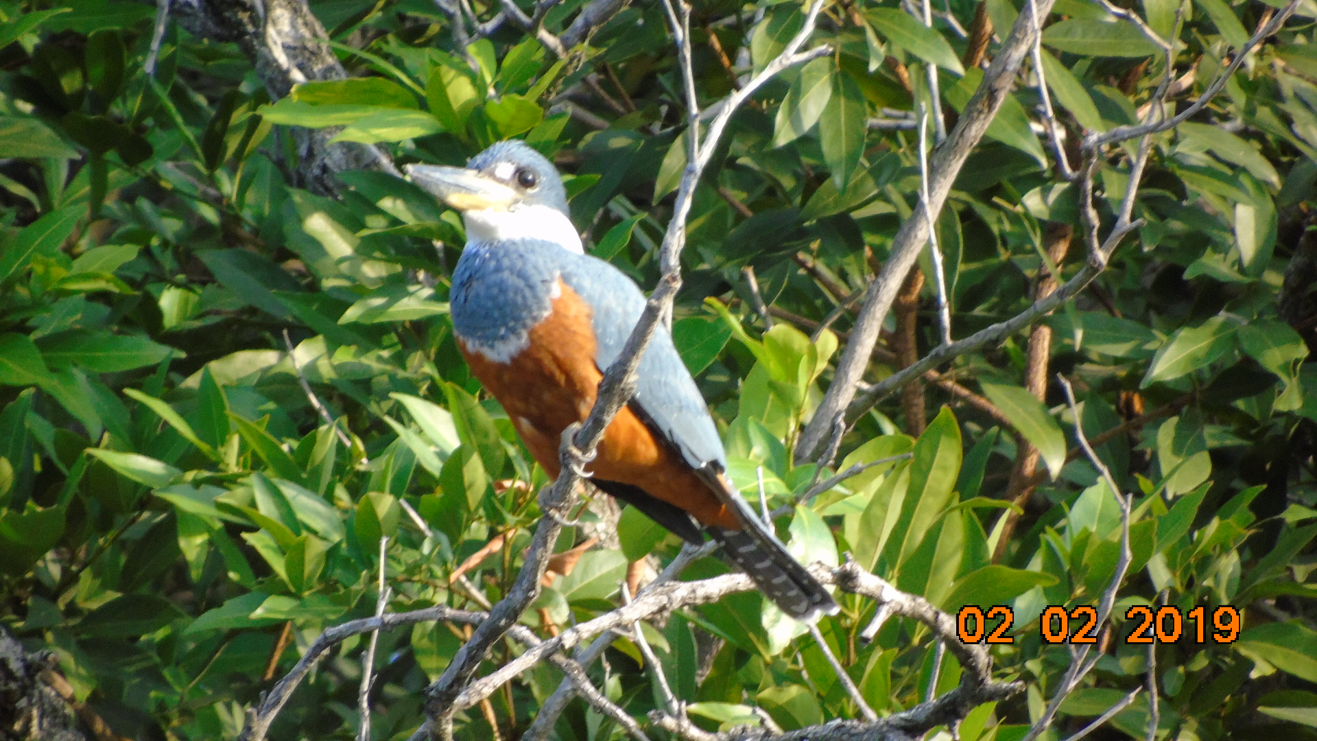 martin pescador sobre el rio guatapuri