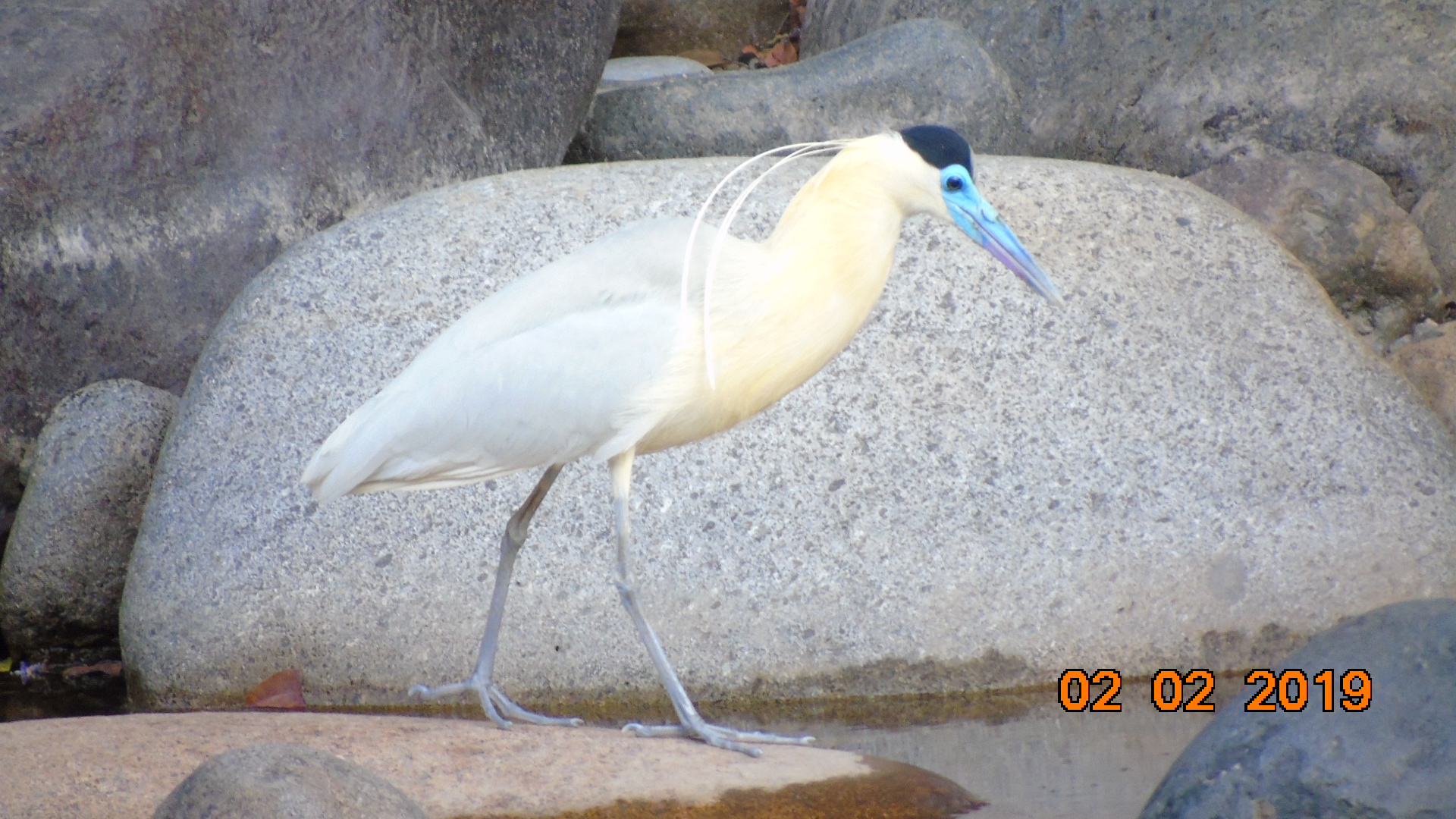garza pico azul rio guatapuri