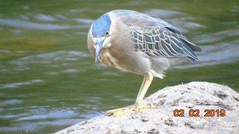 garza estriada en el rio guatapuri