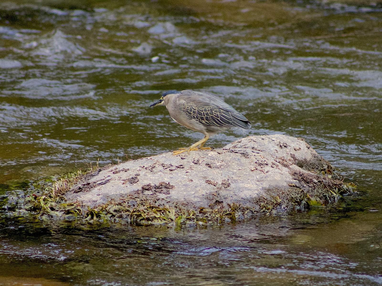 garza estriada caminando en rio guatapuri