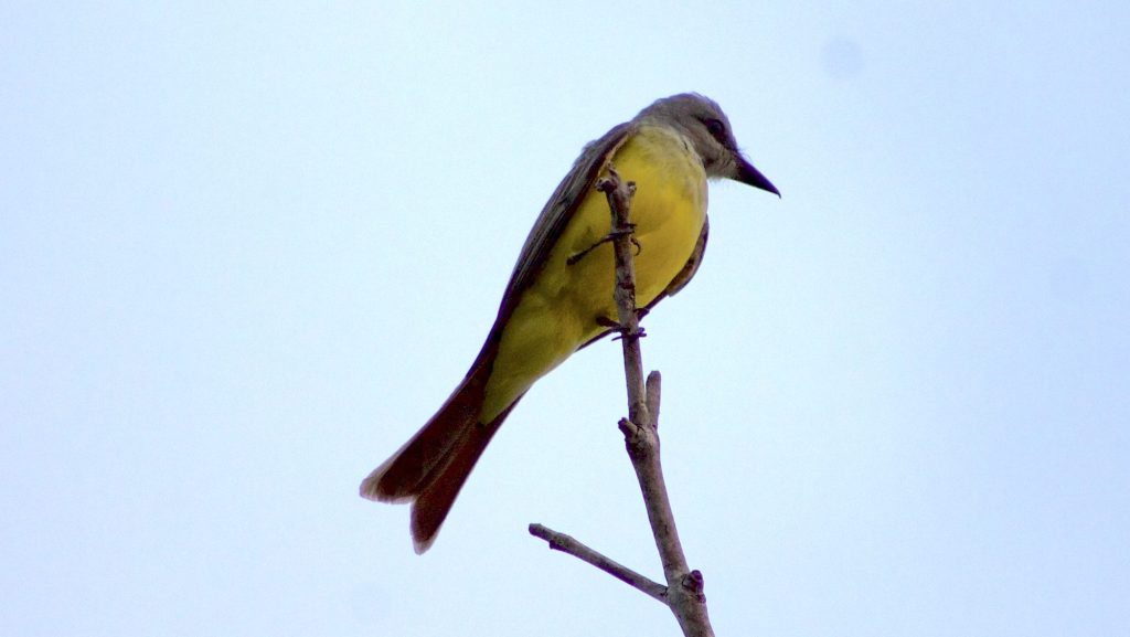siriri comun posado sobre una rama