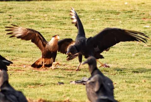 Pelea entre carrancho y buitre