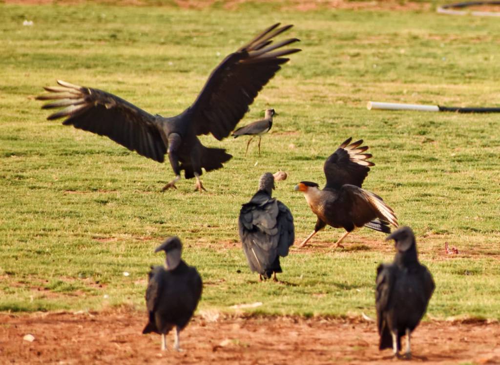Pelea por comida fauna silvestre