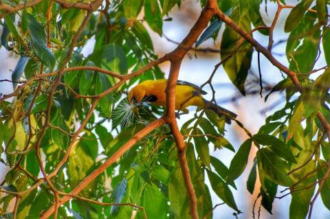 turpial alimentandose en el bosque