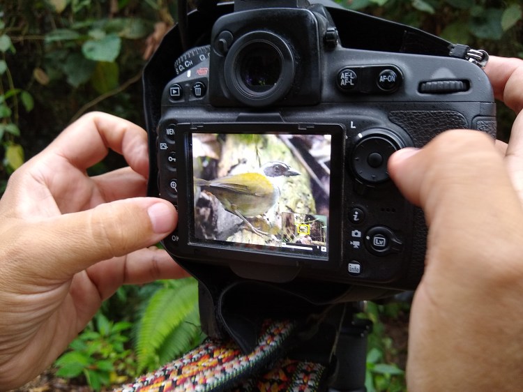 Instante con el Arremon perijanus, Dr Juan José Arango.