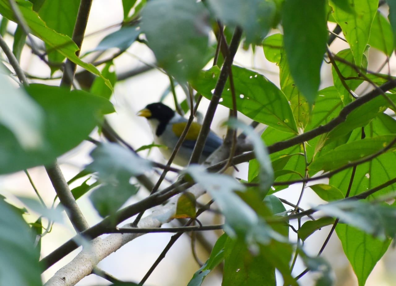 gorrion montes en el bosque
