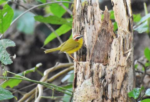 Reinita en el bosque