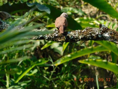 Palomita tortolita en el bosque