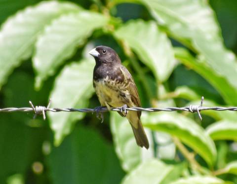 espiguero capuchino en un alambre