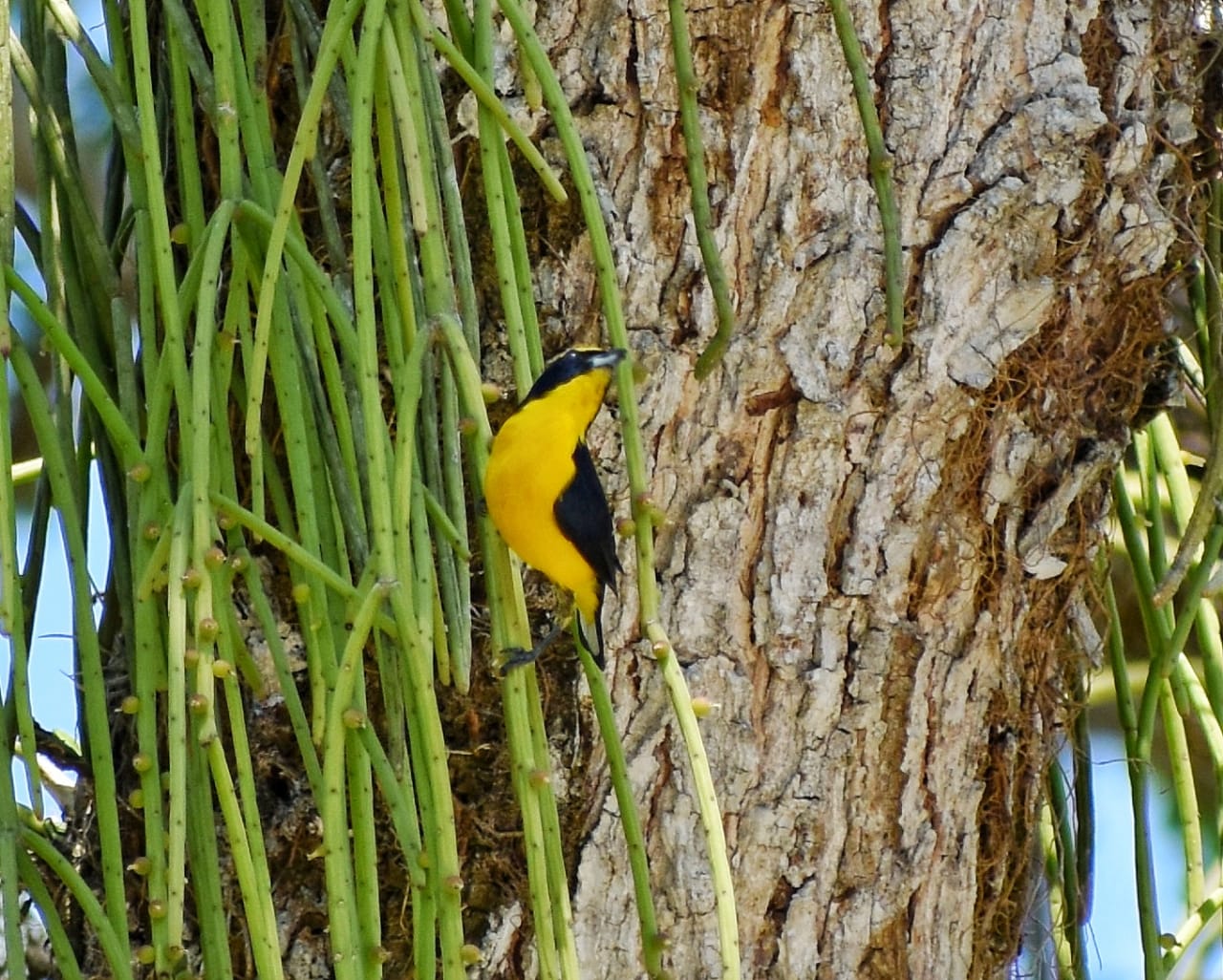 eufonia o calandria en el bosque