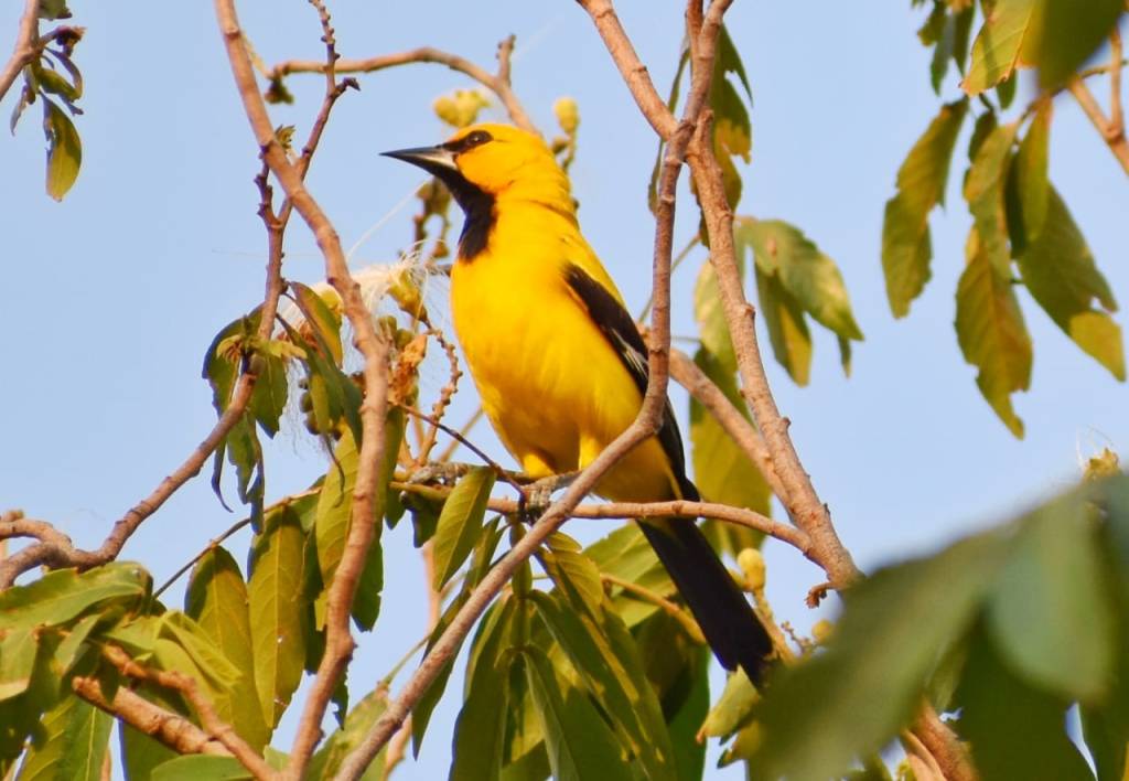 turpial amarillo perchado