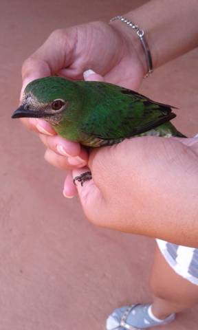pajarito lastimado