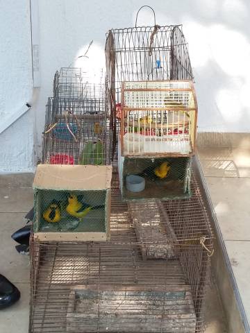 operacion rescate de pajaros