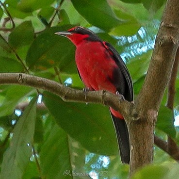 Rosita canora posada en una rama