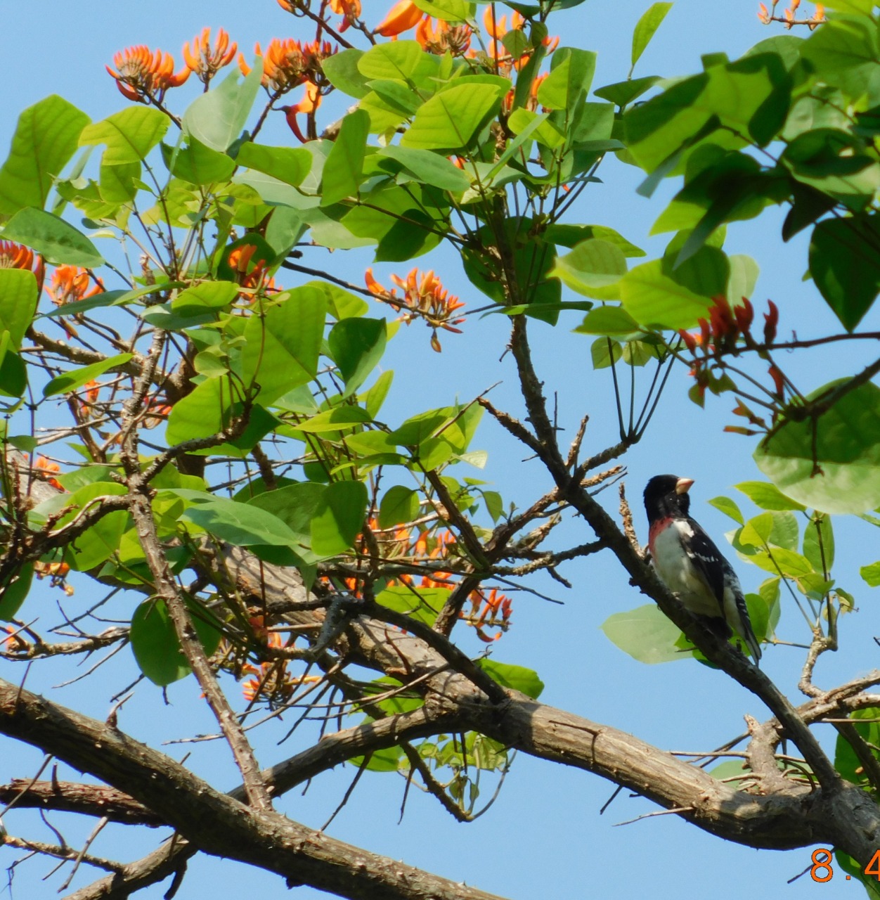Picogordo degollado migratorio en colombia