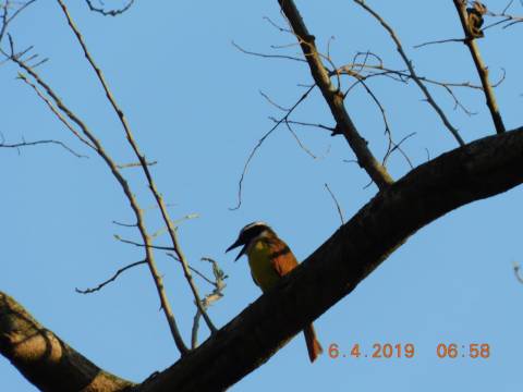 Atrapamoscas bichofue en Manaure Cesar