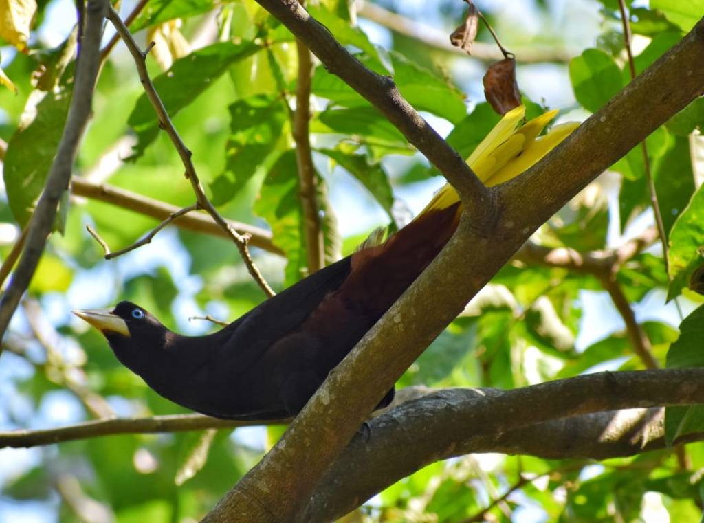 Oropendola crestada en Manaure Cesar